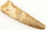 Fossil Spinosaurus Tooth - Real Dinosaur Tooth #204507-1